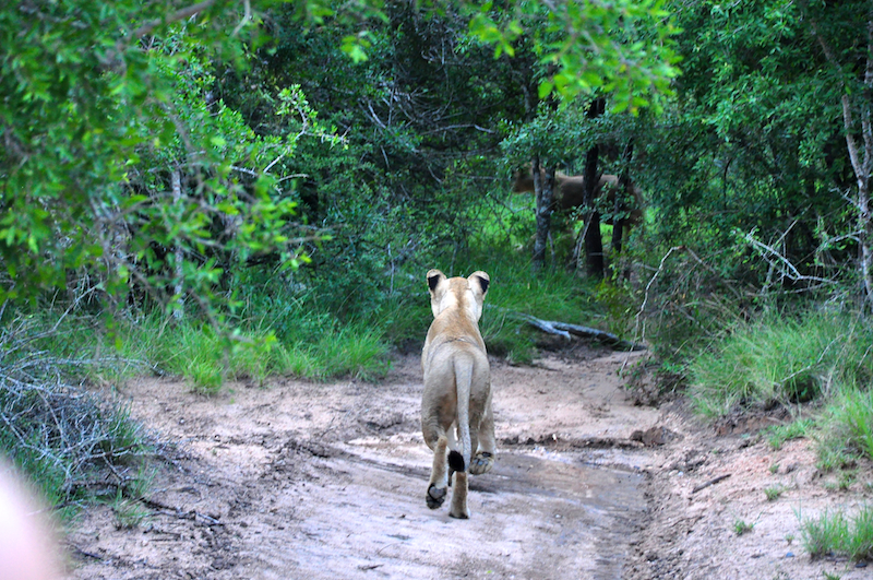 Melanie Heinrich - travel images - Lion Sands Private game reserver Hazyview